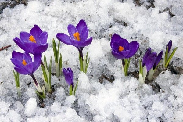 Résultats de recherche d'images pour « fleur des neige »