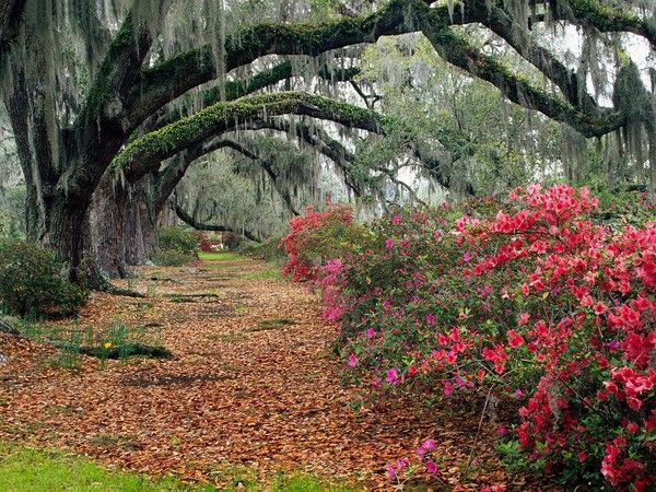 azaleas